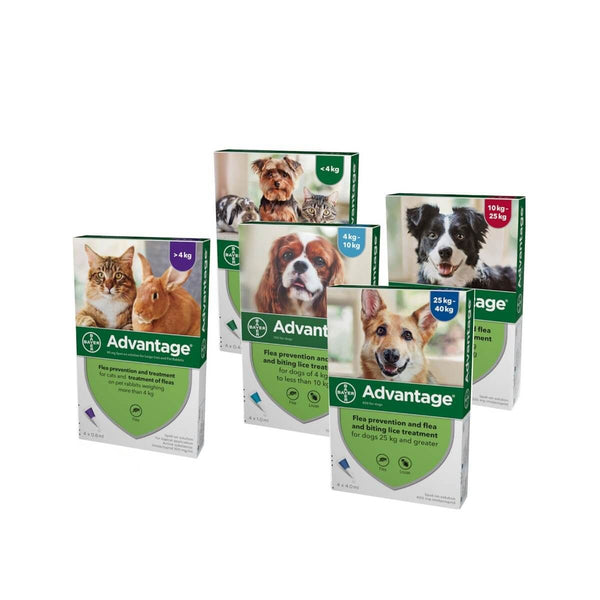 Advantage Dog Flea Treatment Lrg Dog 10 25kg 250 4pk at Petremedies